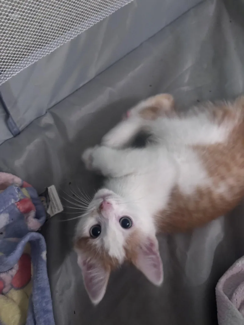 Finn thumbnail 3