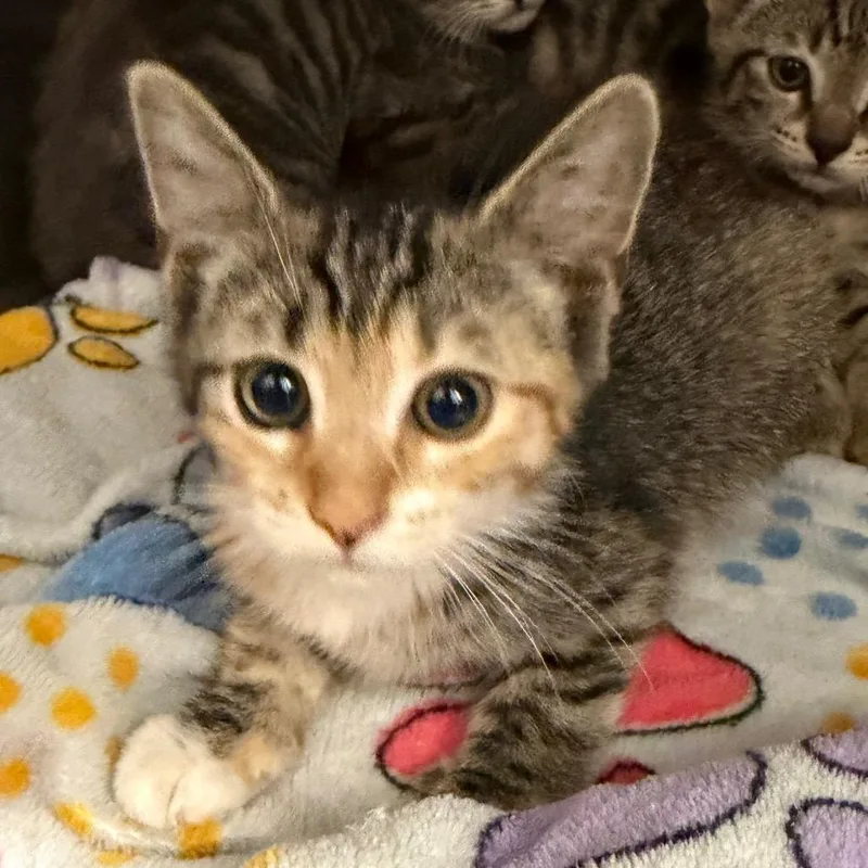 A baby small-sized female Brown / Chocolate Domestic Short Hair cat named Kroger for adoption in Morganton, NC