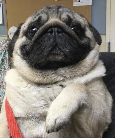 An adult small-sized male Pug dog named Walrus for adoption in Riverside, CA