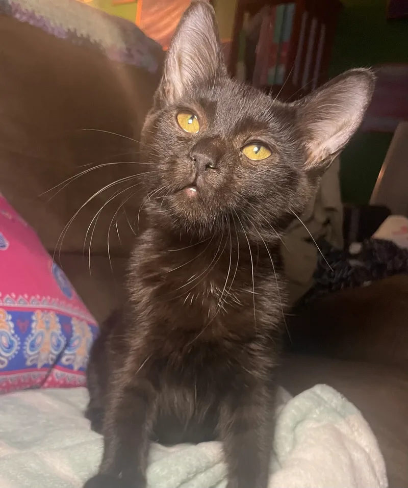 Courtney thumbnail 2