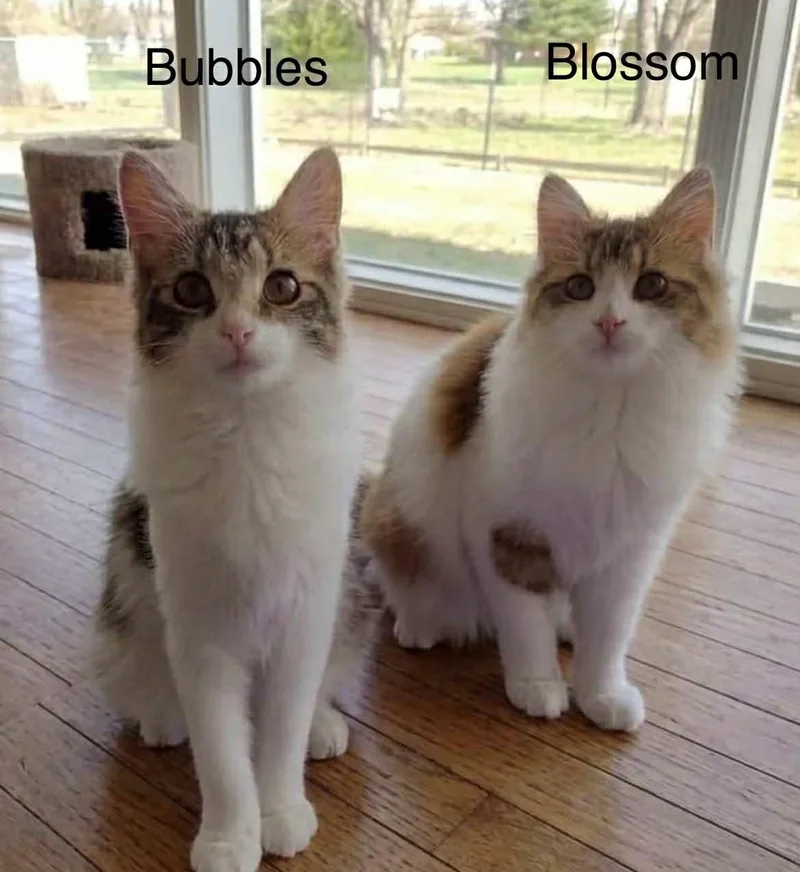 Bubbles thumbnail 4
