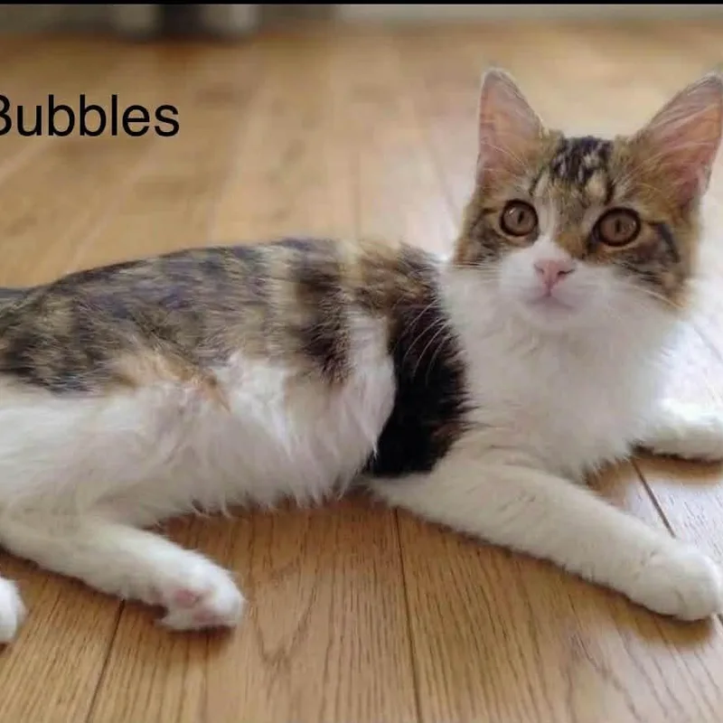 Bubbles