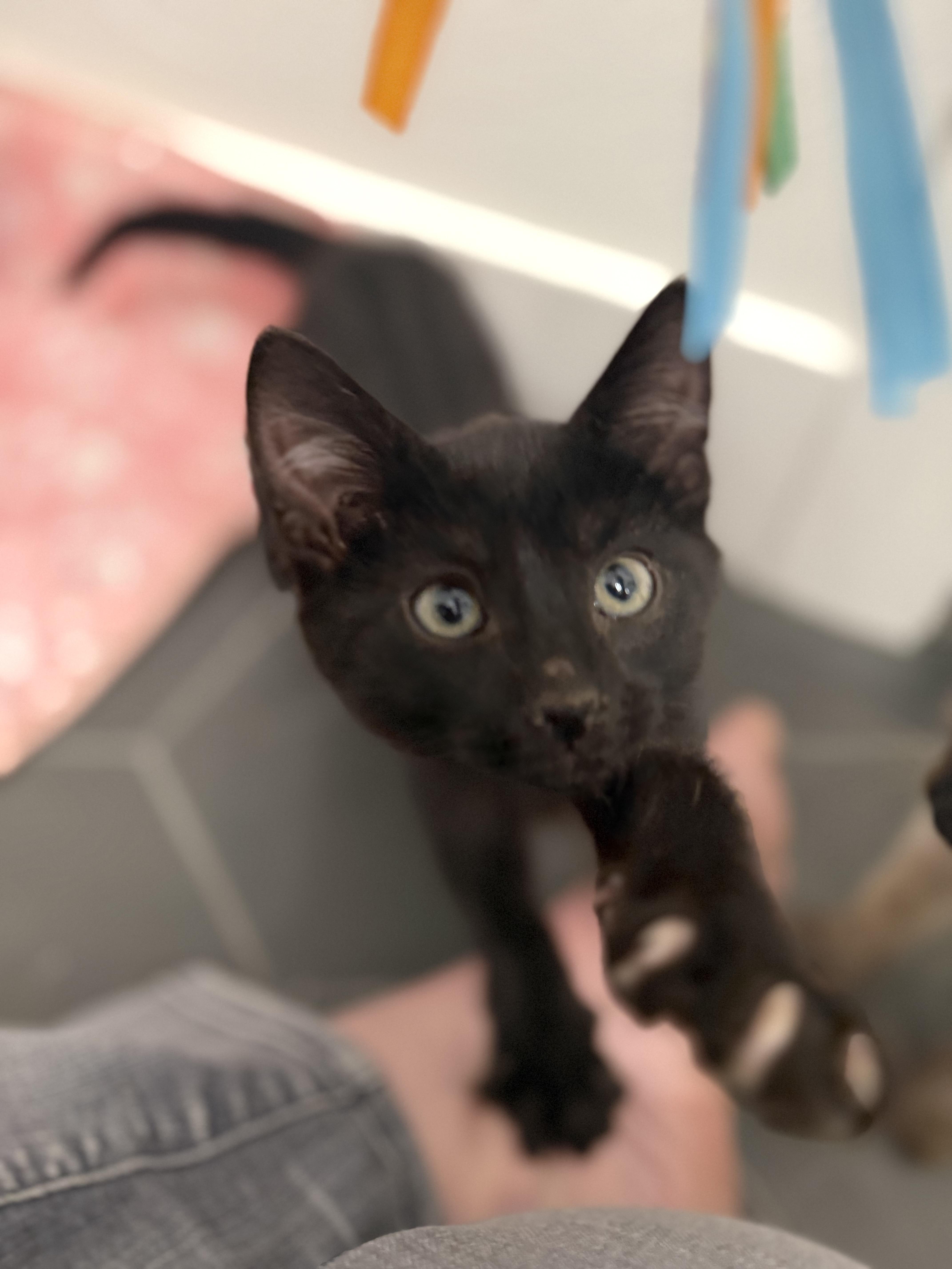 A baby small-sized male Domestic Short Hair cat named Paco for adoption in Hurricane, UT