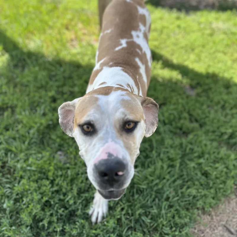 An adult large-sized female Apricot / Beige Great Dane dog named Dawn for adoption in Clinton, IL