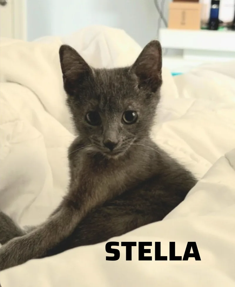 Stella