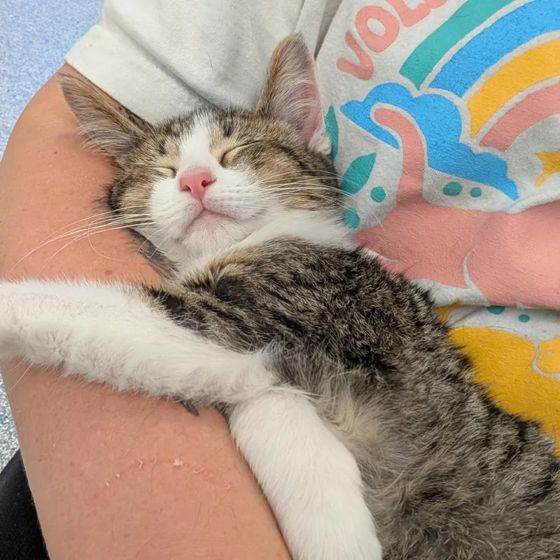 A baby small-sized male Brown / Chocolate Domestic Short Hair cat named Rain for adoption in Wheeling, IL