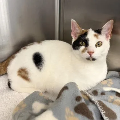 A baby medium-sized female White Domestic Short Hair cat named Rosie for adoption in Tinley Park, IL