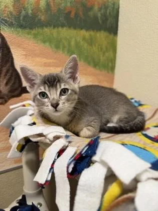A baby medium-sized female Domestic Short Hair cat named Virginia for adoption in Pleasanton, CA