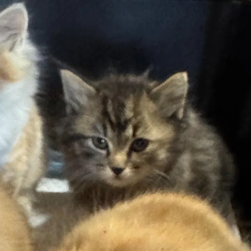 A baby small-sized female Domestic Long Hair cat named Penny Avail for adoption in Kennebunk, ME