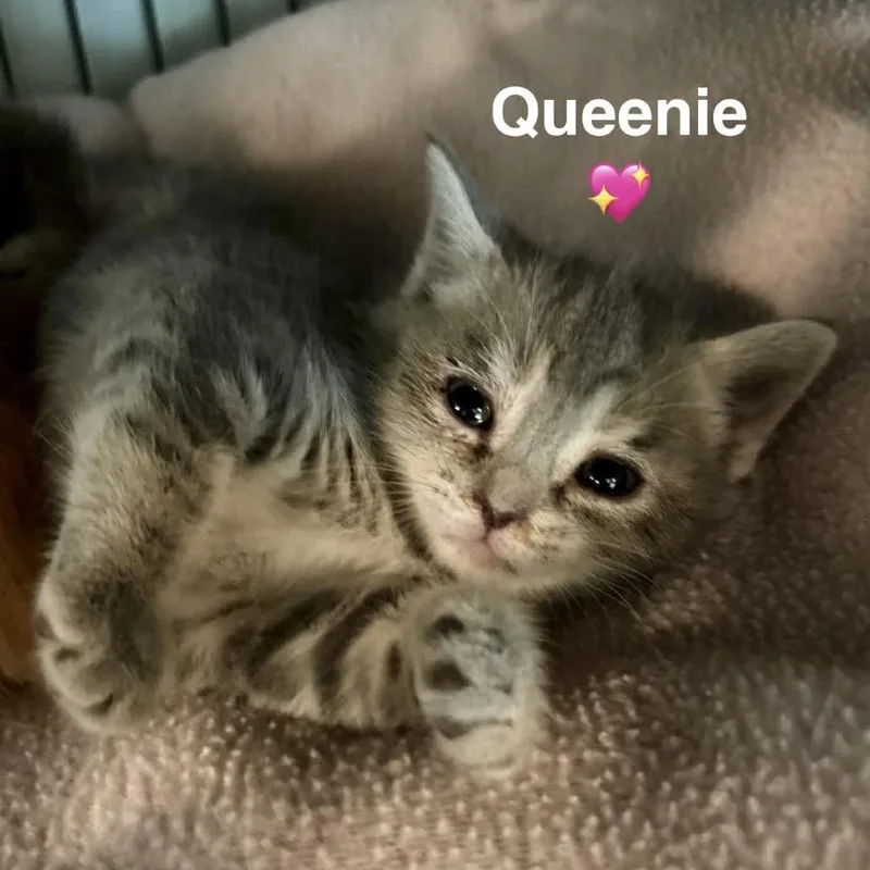 A baby small-sized female Cream / Ivory Domestic Short Hair cat named Queenie for adoption in Peachtree City, GA