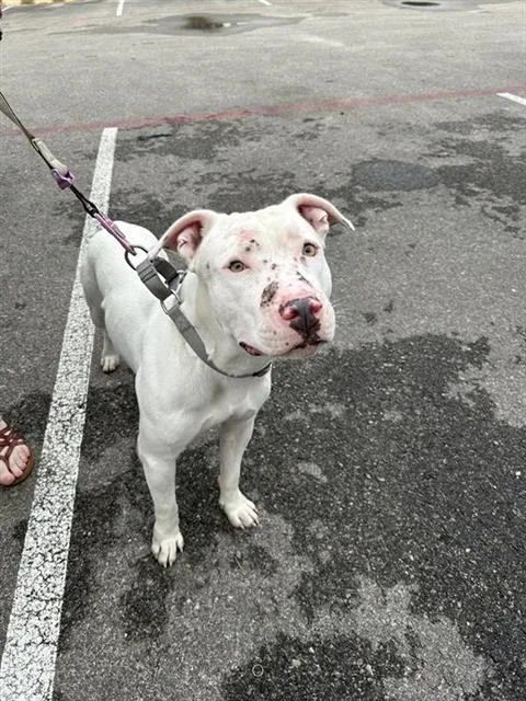 An adult medium-sized male American Staffordshire Terrier dog named Billy for adoption in San Antonio, TX