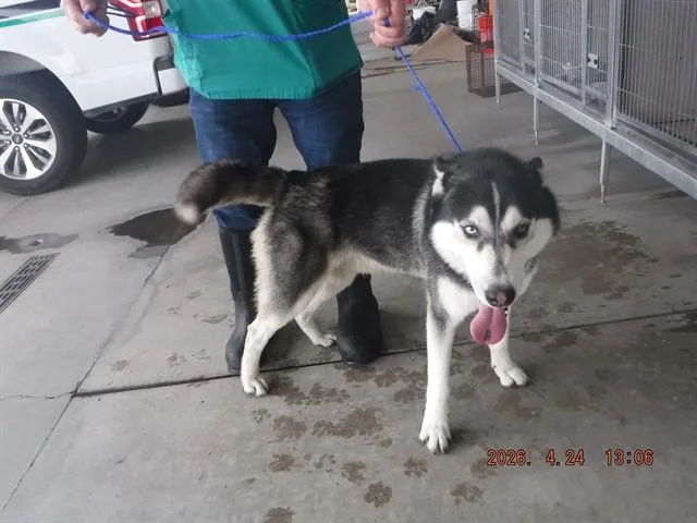 A young large-sized male Husky dog named Bowie for adoption in Oroville, CA