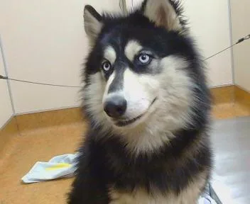 A young medium-sized male Siberian Husky dog named Kai for adoption in Sacramento, CA