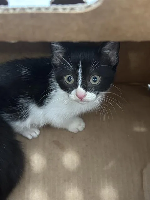 A baby medium-sized female Domestic Short Hair cat named Luna for adoption in Dallas, TX