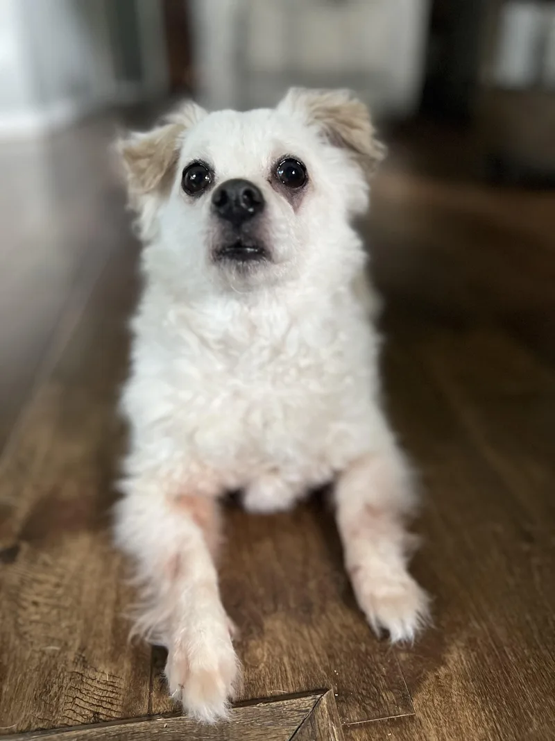 An adult small-sized female White / Cream Chihuahua dog named Rosebud for adoption in Missouri City, TX