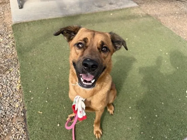 A young large-sized male German Shepherd Dog dog named Oaklie for adoption in Phoenix, AZ