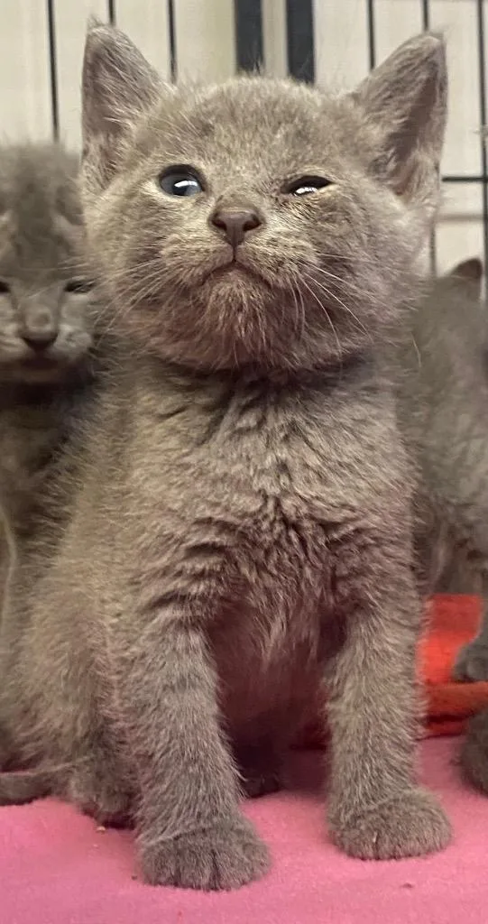 A baby large-sized male Domestic Short Hair cat named Santorini for adoption in Lockhart, TX