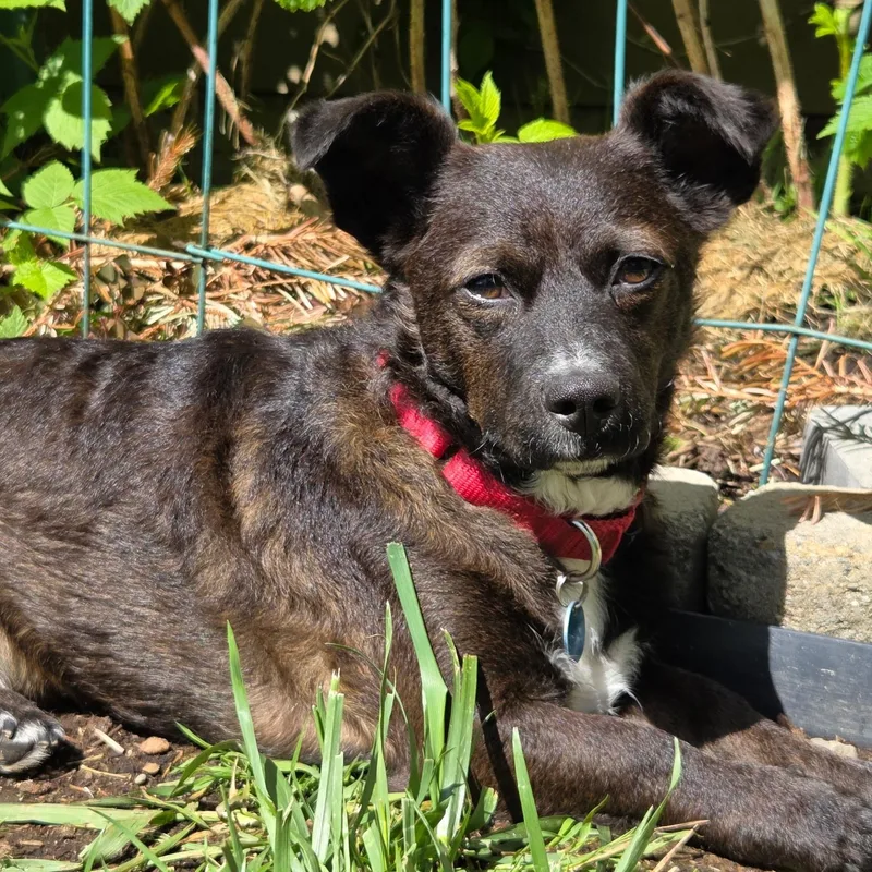 A young small-sized male Mixed Breed dog named Casey Is In Portland for adoption in Redmond, WA