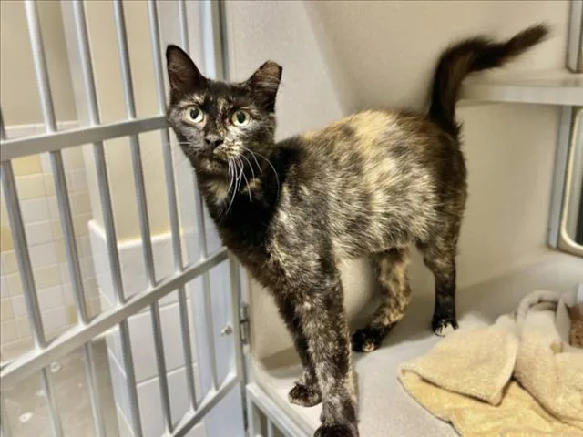 A young small-sized female Domestic Short Hair cat named Cali for adoption in Chapel Hill, NC