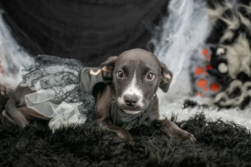 A baby small-sized female Black Lancashire Heeler dog named Muttica Adams for adoption in Sevierville, TN