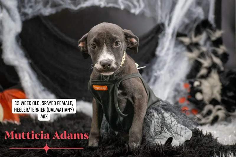 Muttica Adams thumbnail 3