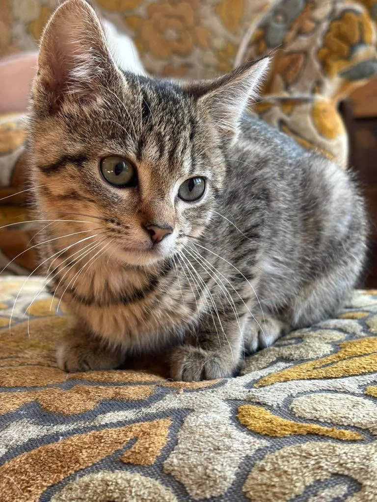 A baby small-sized female Domestic Short Hair cat named Croquet for adoption in Gorham, ME