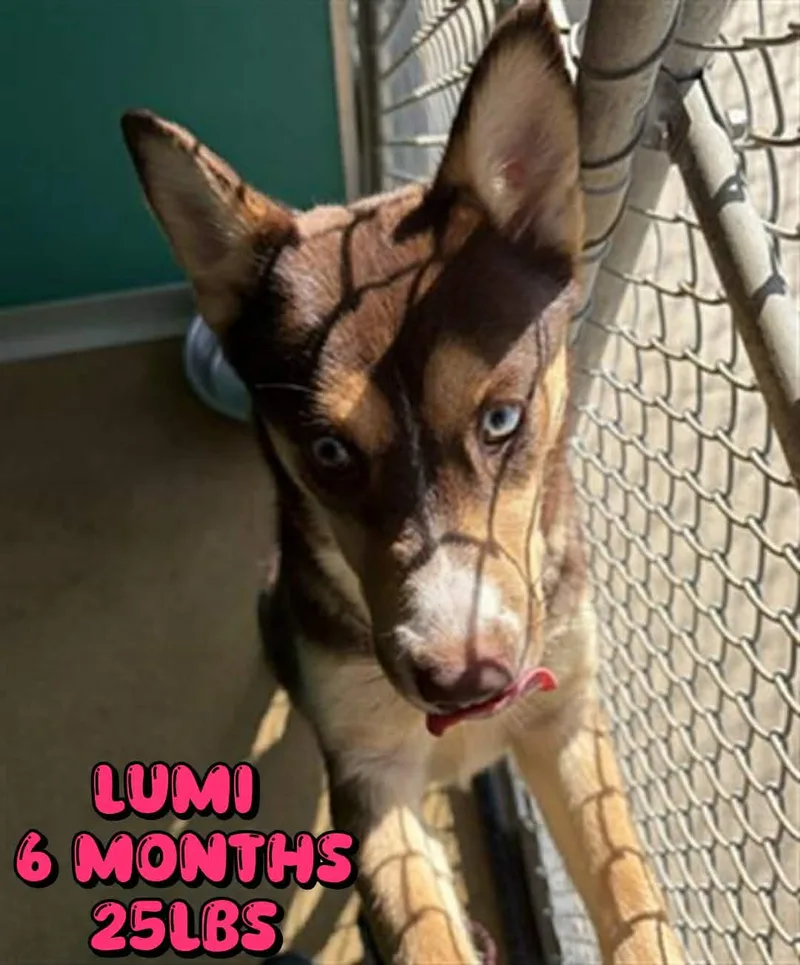 A young medium-sized female Husky dog named Lumi for adoption in Holbrook, NY