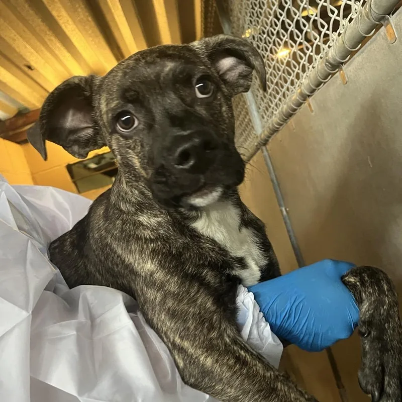 A young medium-sized male Black Boxer dog named Atticus for adoption in Edinburg, TX