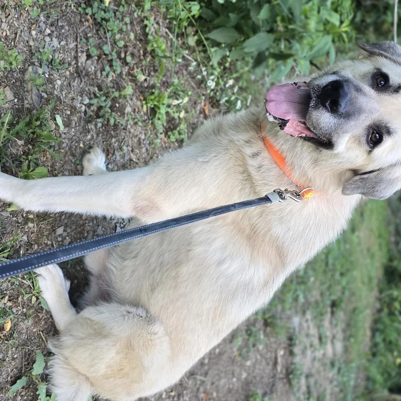 An adult large-sized male Apricot / Beige Anatolian Shepherd dog named Mosley for adoption in Keyser, WV