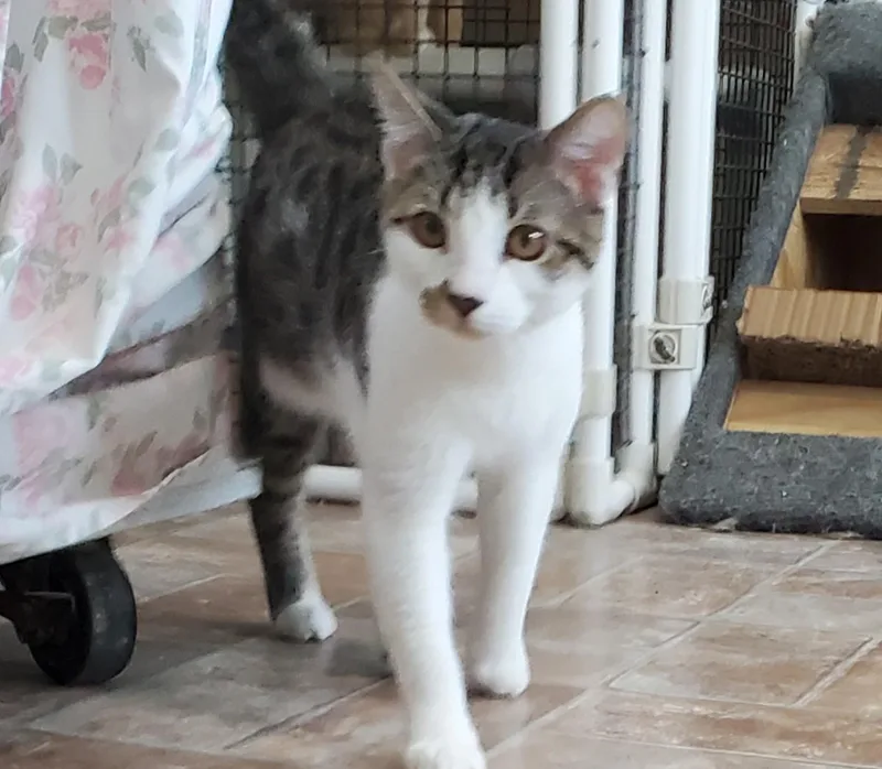 A young large-sized male Domestic Short Hair cat named Nikolai for adoption in Altoona, PA