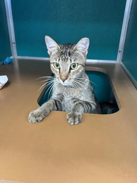 A young medium-sized male Domestic Short Hair cat named Marco for adoption in Naples, FL