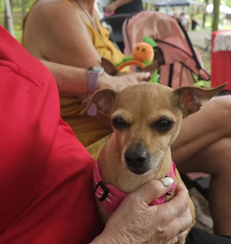 A senior small-sized female Chihuahua dog named Abby for adoption in Weeki Wachee, FL