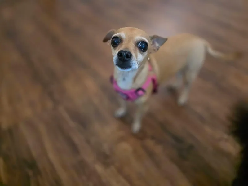 Abby thumbnail 4