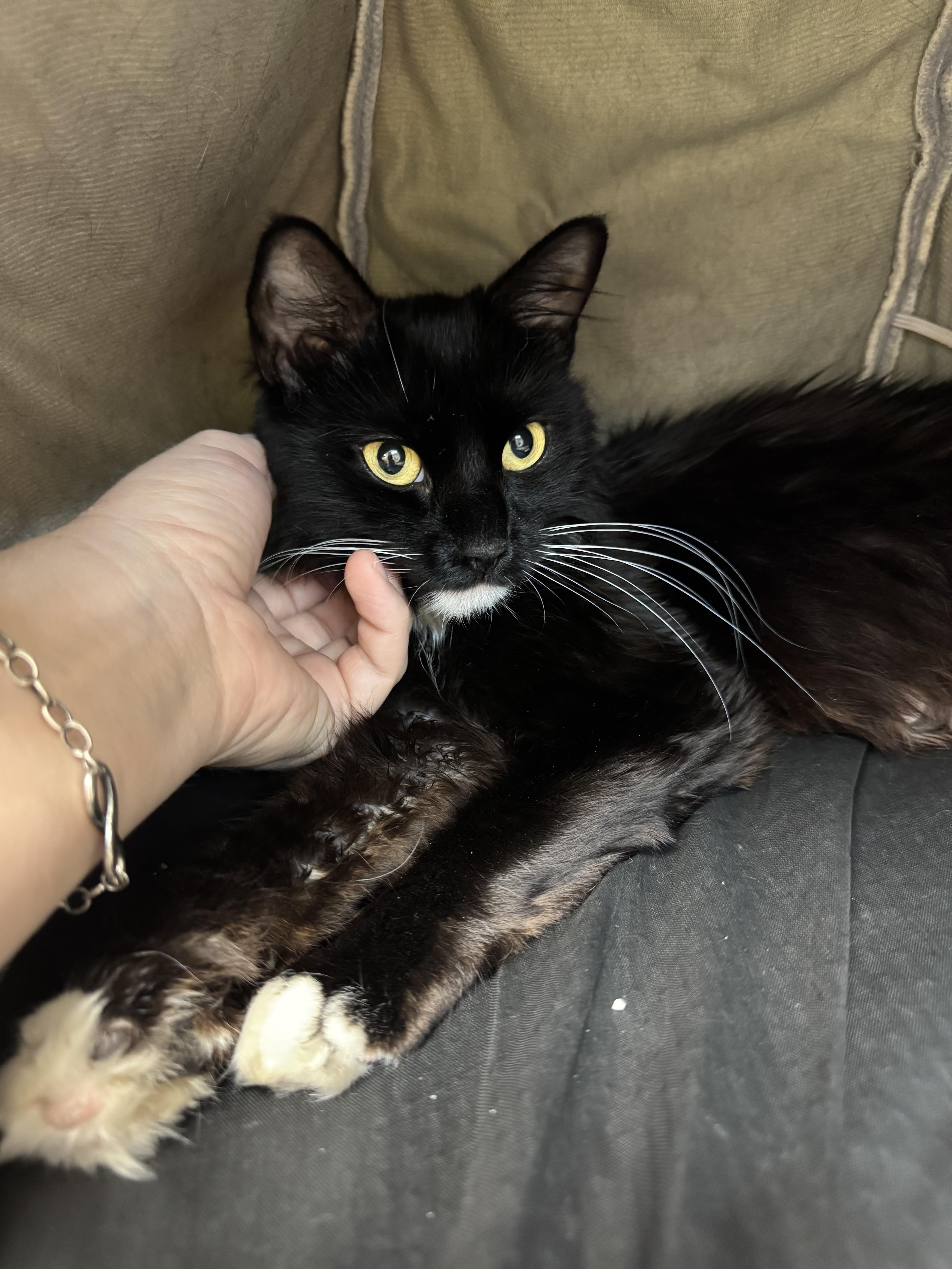 A young medium-sized female Black & White / Tuxedo Domestic Medium Hair cat named Chicka for adoption in Salem, NH
