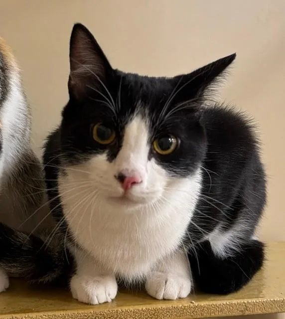 A young small-sized male Domestic Short Hair cat named George for adoption in Camarillo, CA