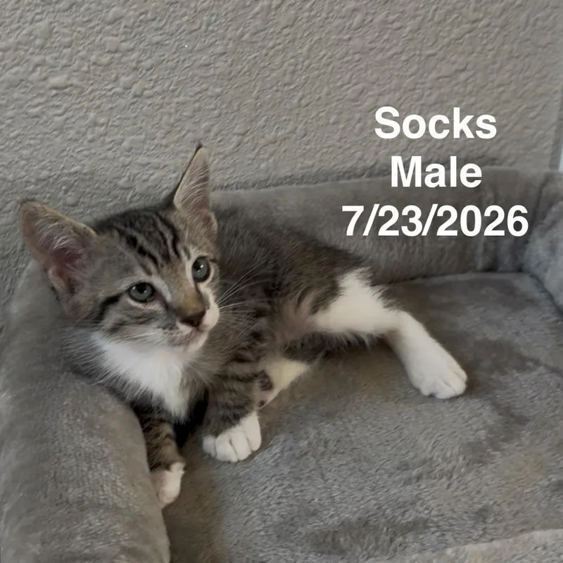 A baby small-sized male Domestic Short Hair cat named Socks for adoption in League City, TX
