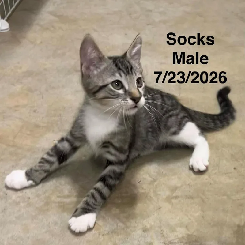 Socks thumbnail 2