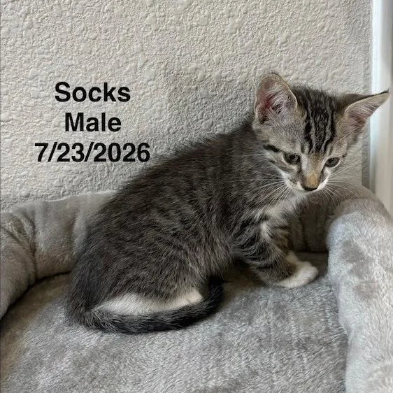 Socks thumbnail 3