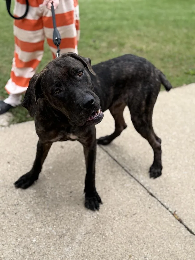 A young large-sized male Brindle Cane Corso dog named Moose for adoption in Rochester, IN