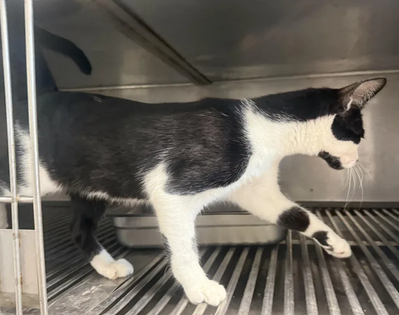 A baby small-sized male American Shorthair cat named Axel for adoption in Glen Rose, TX