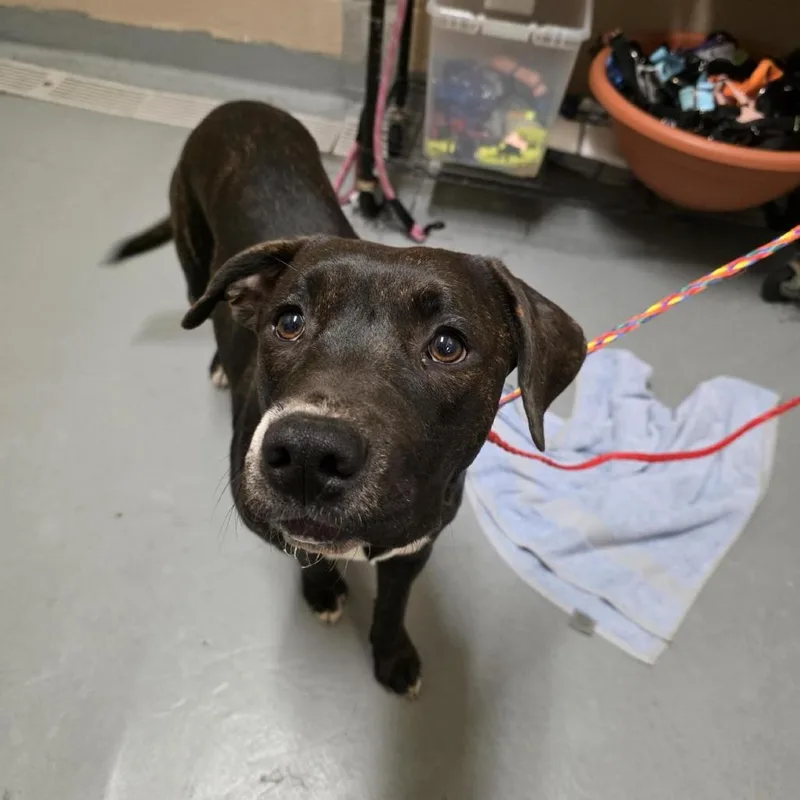 A young medium-sized female Brindle Pit Bull Terrier dog named Shadow for adoption in Tacoma, WA