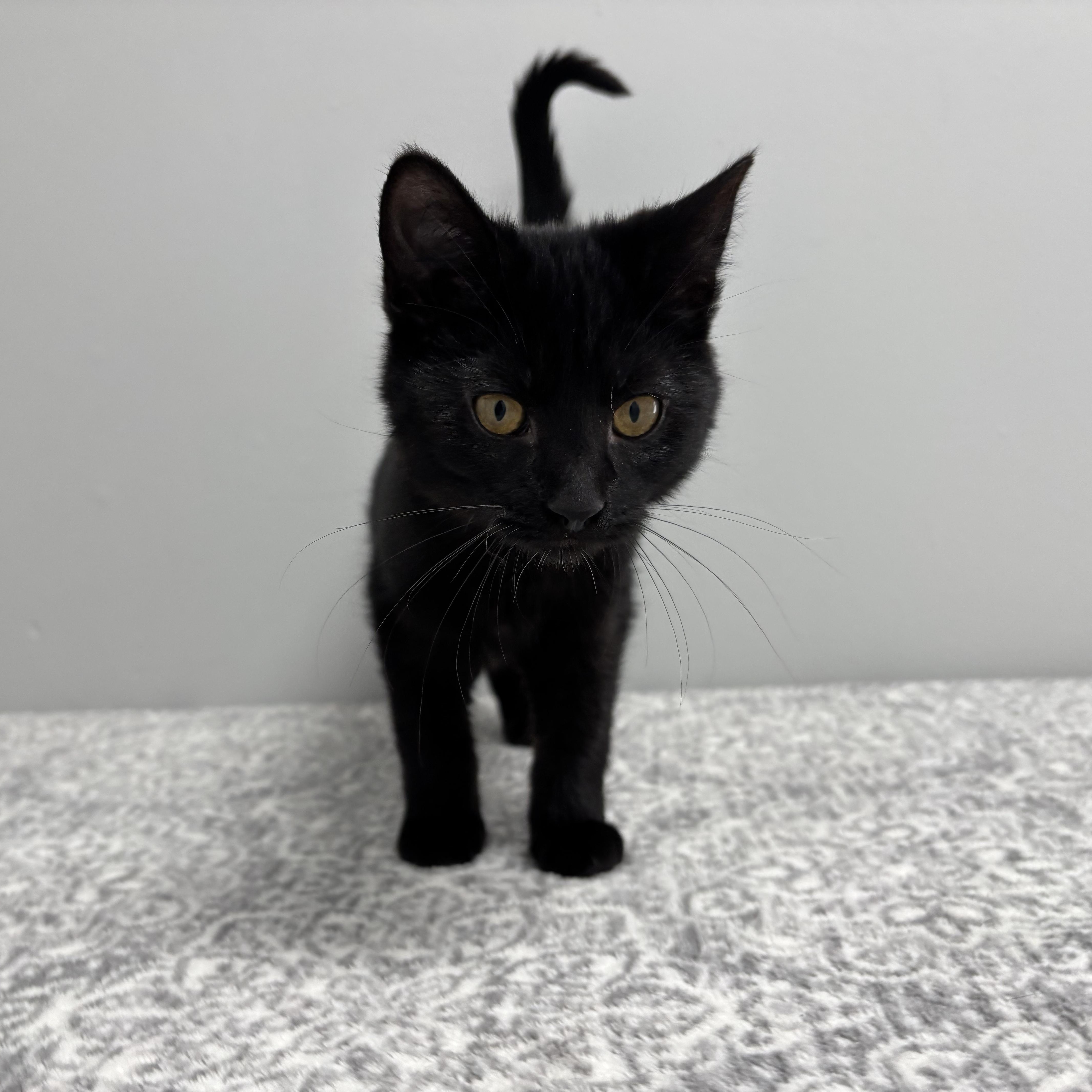 Black Jack thumbnail 2