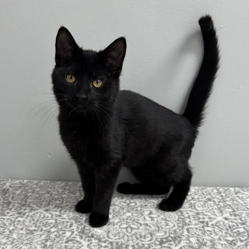 Black Jack thumbnail 3