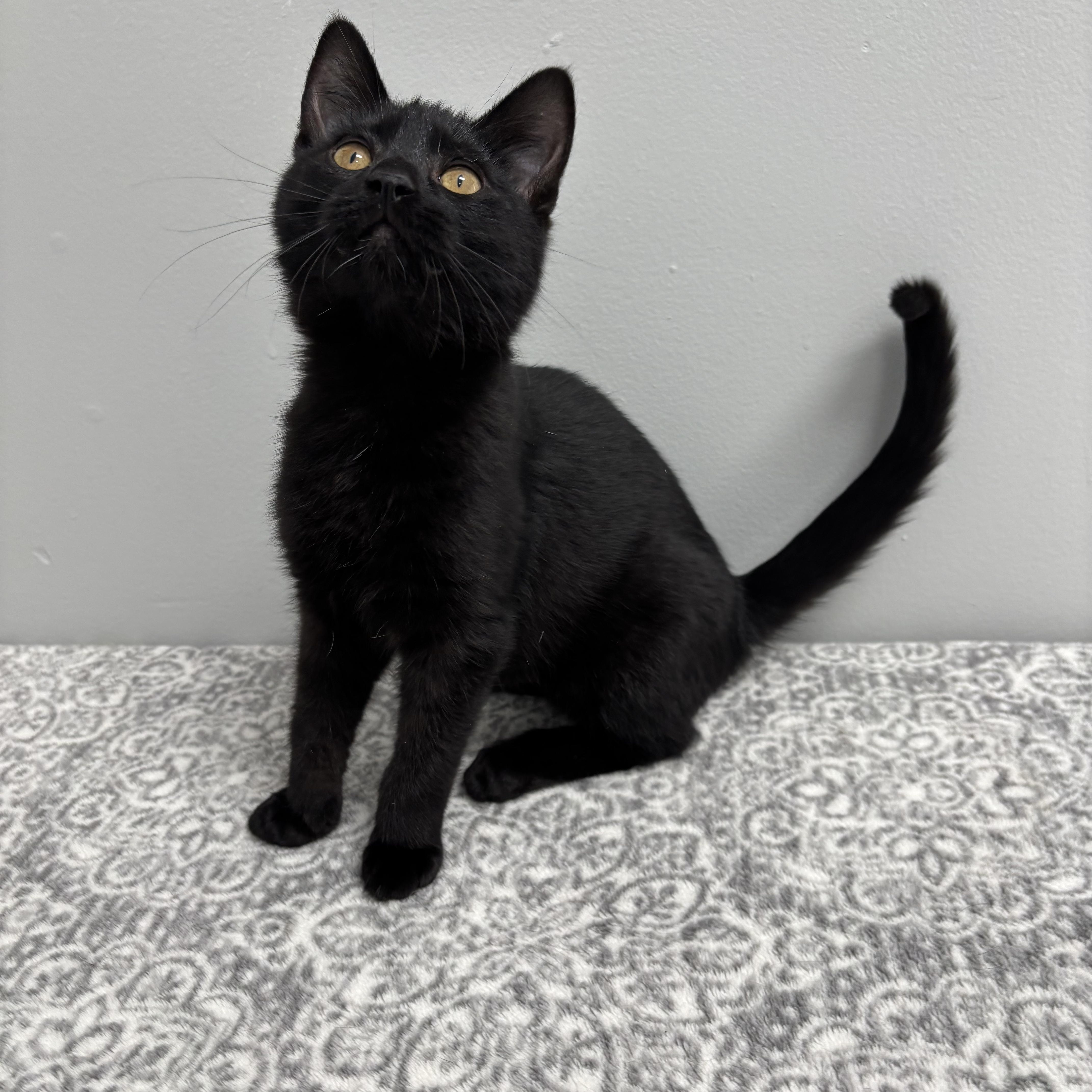 Black Jack thumbnail 4