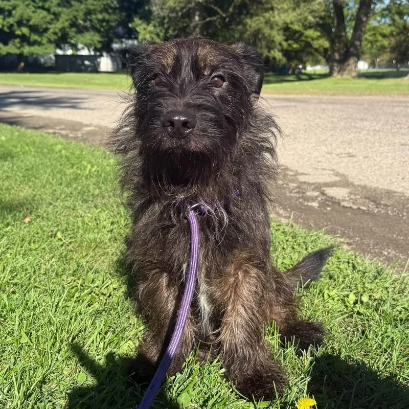 An adult medium-sized male Yorkshire Terrier dog named Koby for adoption in Alma, MI