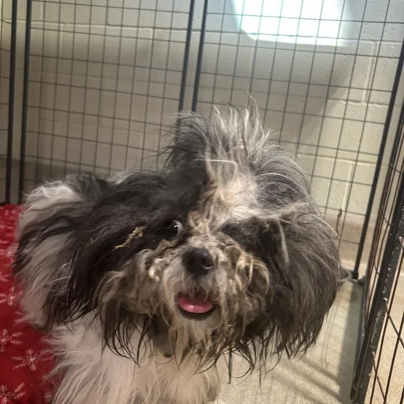 A baby small-sized male Shih Tzu dog named IEPAStray for adoption in Upland, CA