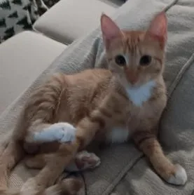 A baby small-sized male Orange & White Domestic Short Hair cat named Rowdy for adoption in Liverpool, TX