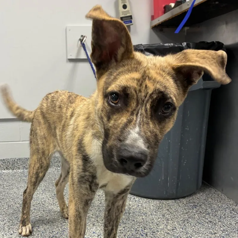 A young medium-sized male Brown / Chocolate Mixed Breed dog named Cedar for adoption in Greenville, SC