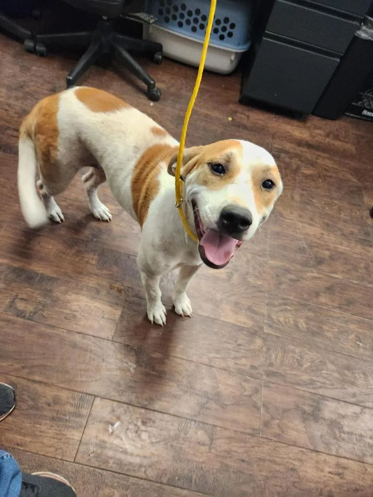 A baby medium-sized female Pit Bull Terrier dog named Dog Kennel for adoption in Greenville, TX