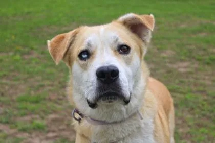An adult large-sized male Mixed Breed dog named Wheatley for adoption in Kansas City, MO